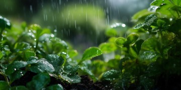 物业绿化工下雨时究竟干什么？